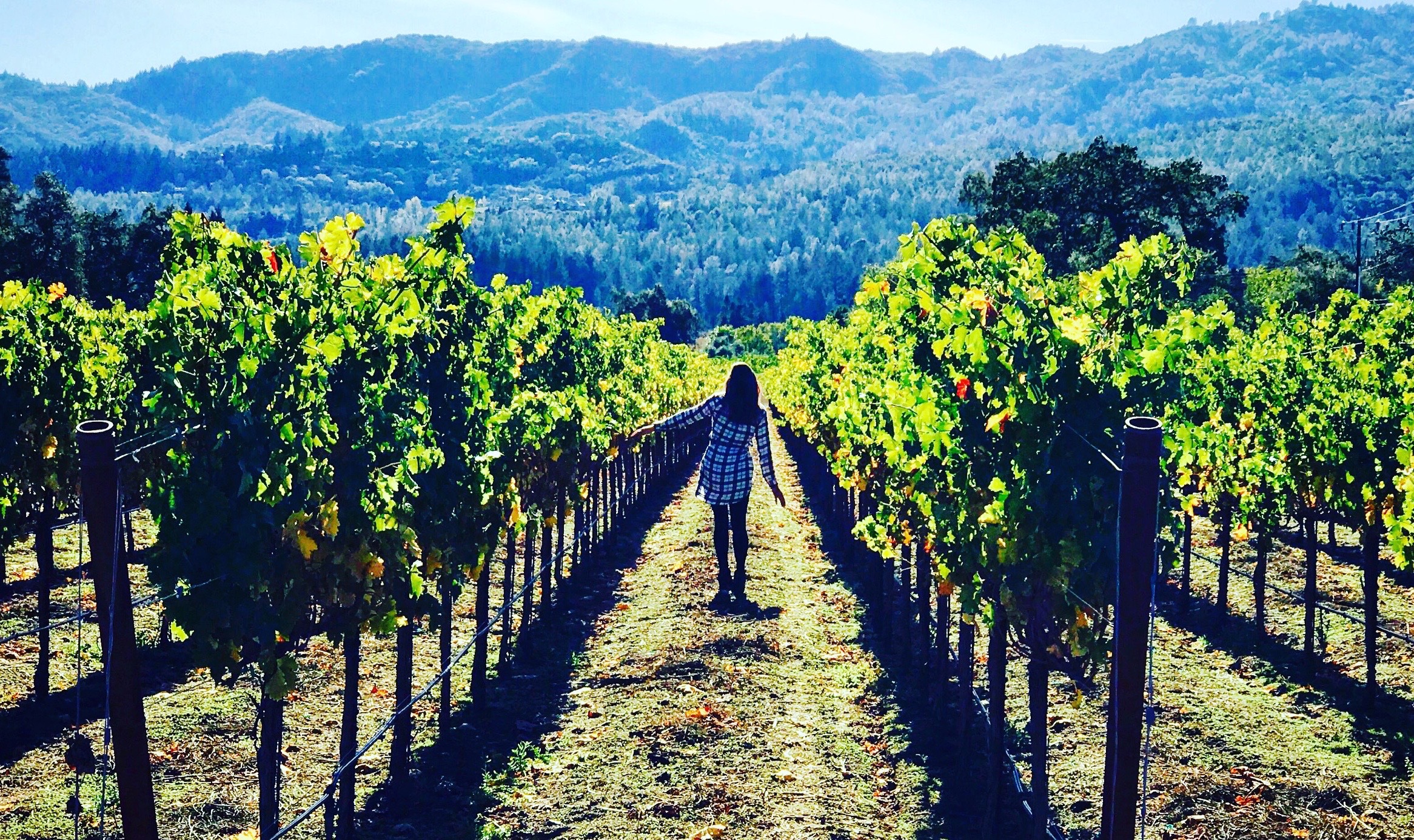 8 Must Visit Wineries In Napa Valley